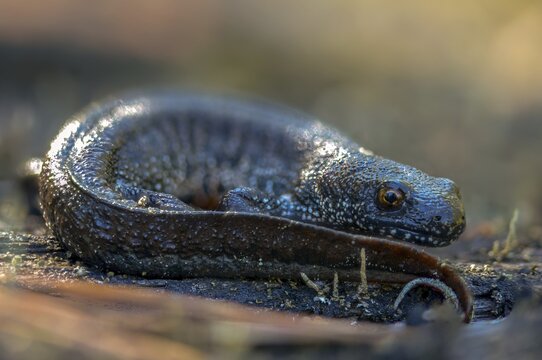 Brandenburg, Germany, Great Crested Newt, crested newt, Nabu, Nabu project, national natural heritage, green house natural paradise, northern crested newt, Triturus cristatus, amphibians, amphibians, post-mining landscape, green house, rural traditional costume, amphibians, warty newt