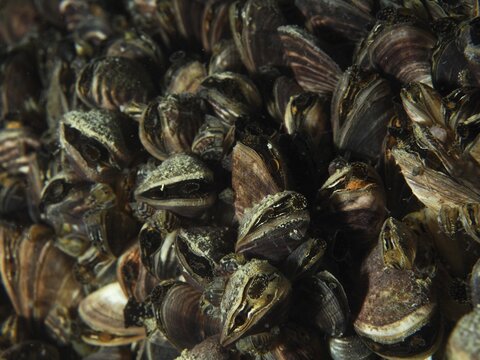 Close-up of closely clustered quagga mussels (Dreissena rostriformis bugensis), an invasive species, in the water, at the Wildsau dive site, Berlingen, Lake Constance, Switzerland, Germany