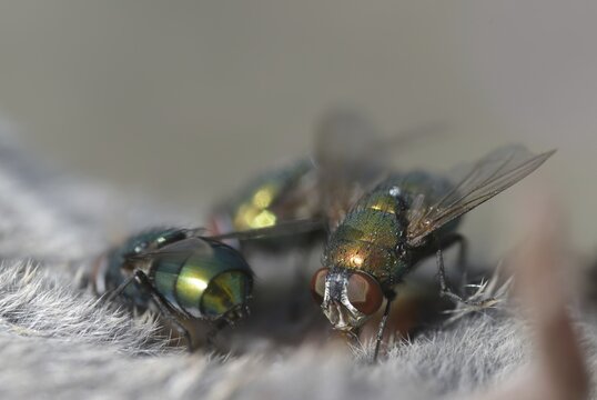 Calliphoridae, goldfly, Lucilia spec., blowflies, diptera, insects, two-winged birds