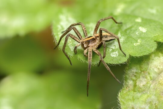 Araneomorphae, bridal gift spider, real web spiders, list spider, nursery web spider, pisaura mirabilis, hunting spiders, spiders