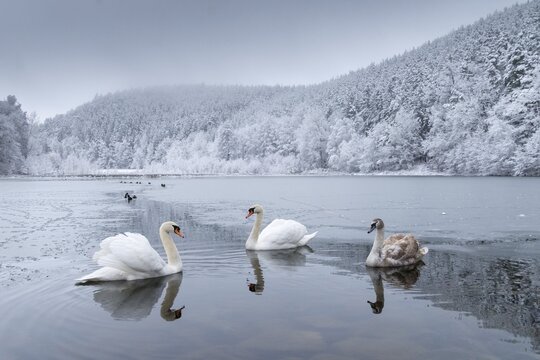Cygnus olor, mute swan, anatidae, birds, duckbirds, cusp swan, swans, snow, swans, birds, waterbirds, waterbirds, winter