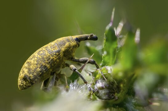 Thistle weevil, larinus cf sturnus, larinus sturnus, weevil, beetle, coleoptera, insects, beetles