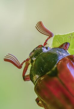Leaf horn beetle, field may beetle, common may beetle, may bug, melolontha melolontha, scarabaeidae, beetle, cockchafer, coleoptera, doodlebug, high size, portrait format, insects, beetles