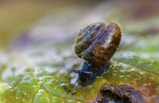 Silky hair snail, trochulus sericeus, gastropoda, mollusca, snails, snails, molluscs