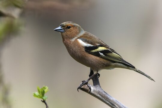 Chaffinch, Fringilla Coelebs, Birds, Male, Passeri, Songbirds, Birds