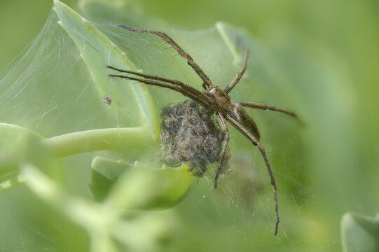 Araneomorphae, bridal gift spider, real web spiders, list spider, nursery web spider, pisaura mirabilis, hunting spiders, spiders, spiders