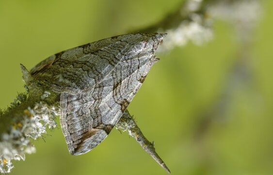 Aplocera plagiata, defoliating moth, large St. John's wort tensioner, St. John's wort inchworm, camouflage, insects, moths, moths, moths, butterflies, camouflage, treble bar