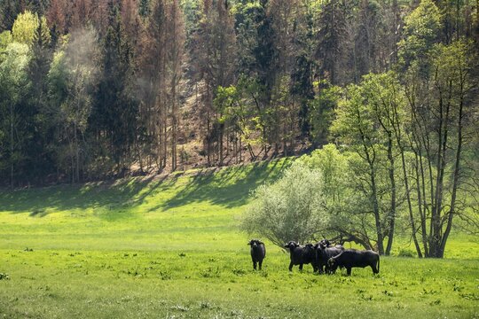 Artiodactyla, Bubalus Arnee, even-toed ungulate, cloven-hoofed, water buffalo, water buffalo, grazing, domesticated animals, extensive grazing, pet, landscape management, landscape preservation, mammals, mammals