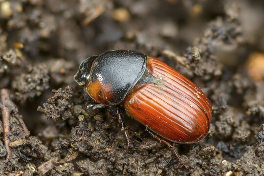 Aphodius scrutator, Coprimorphus scrutator, dung beetle, searching dung beetle, coleoptera, dung, insects, droppings, beetles, dung