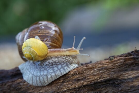 Burgundy snail, banded snails, cepaea, cepaea nemoralis, grove snail, hornworm snail, helicidae, helix pomatia, roman snail, snails, black-mouthed snail, vineyard snail, gastropod, mollusca, snails, snails, molluscs