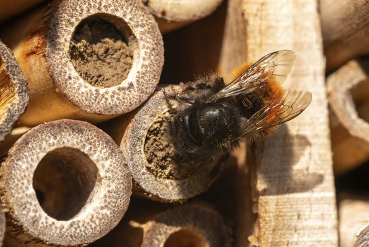Apidae, bees, horned mason bee, hymenoptera, hornfaced bee, hymenoptera, insect house, insect nest aid, insect wall, mason bee, osmia cornuta, bug hotel, female, insect hotel, insect house, insects, insect wood, insect hotel, nesting aid, female, wild bees
