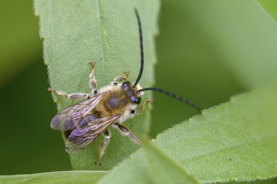 Apidae, bees, Eucera longicornis, early longhorn bee, hymenoptera, longhorn bee, May longhorn bee, insects