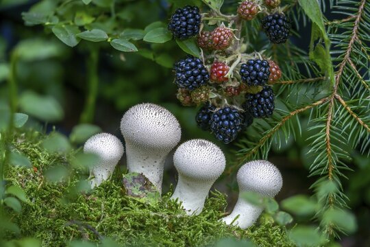 Blackberry, real blackberry, bottle dust, lycoperdone perlatum, rubus fruticosus agg., dust, blackberry, common puffball, devil's snuff box, flora, fungi, fungus, gem-studded puffball, plants, mushrooms, plants, warted puffball, wolf farts