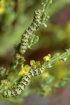 Cucullia lychnitis, grey-pollinated woolly monk, Shargacucullia lychnitis, later mullein monk, striped lychnis, high size, portrait, inchworm, insects, moths, moths, moths, caterpillar, butterflies