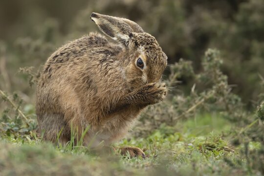 European brown hare (Lepus europaeus) adult animal washing its face in grassland, England, United Kingdom