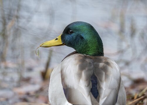 Anas platyrhynchos, mallard, mallard, anatidae, birds, ducks, ducks, ducks, drakes, male, birds, waterbirds, waterbirds