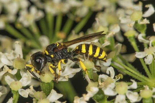 A broad-winged fly wasp (Ectemnius lituratus) rests on the small white flowers of an umbellifer, Baden-W&uuml;rttemberg, Germany