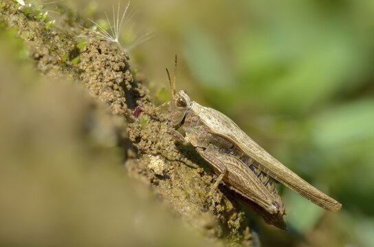 Caelifera, thorn scare, grasshoppers, short-feeler scare, sabre-thorn scare, tetrix subulata, awl-shaped pygmy grasshopper, grasshoppers, grasshoppers, insects, slender ground hopper