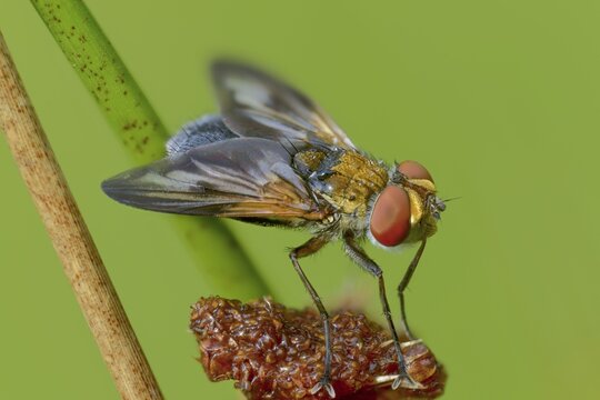 Blue iridescent bedfly, pattern-winged bug tachinid fly, phasia hemiptera, caterpillar flies, tachinidae, bedbug fly, diptera, insects, two-winged birds