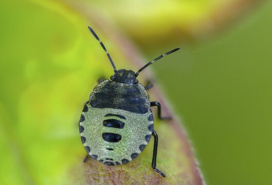 Common stink bug, common greenling, green pentatomide bug, green stink bug, heteroptera, young larva, palomena prasina, stink bug, green shield bug, insects, nymph, bugs