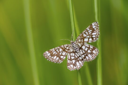 Chiasmia clathrata, lattice tensioner, clover grass lattice string tensioner, latticed heath, insects, moths, moths, butterflies