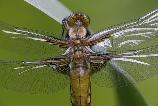 Broad-Bodied Chaser, Libellula Depressa, Flatbelly, Anisoptera, Dragonflies, Freshly Hatched, Insects, Dragonflies, Odonata, Hatching