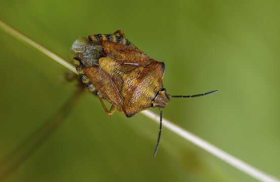 Black-shouldered shieldbug, carpocoris purple eipennis, heteroptera, purple tree bug, purple fruit bug, insects, copula, mating, bugs