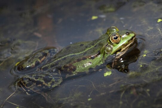 Edible Frog, Pelophylax Esculentus, Pelophylax Kl. Esculentus, Rana Kl. Esculenta, Pond Frog, Amphibian, Frog, Frog, Amphibian
