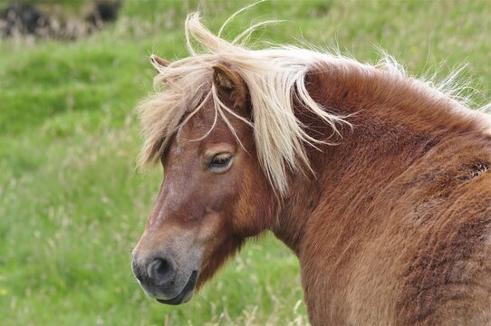 A brown Shetland pony (Equus ferus caballus) with a tousled mane stands in the midst of a green landscape, Shetland, Shetland Islands, Scotland, Great Britain