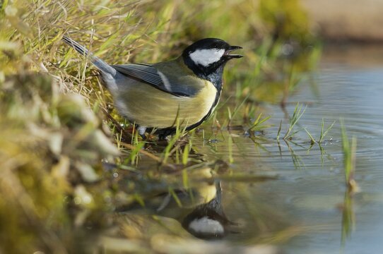 Great tit, great tit, parus major, bath, bird bath, birds, tit, passeri, songbirds, songbirds, tits, potions, birdbath, birds, watering place