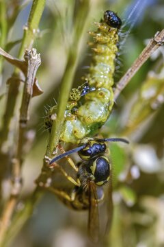 Box tree moth, boxwood moth, boxwood moth, cydalima perspectalis, real wasps, common wasp, hymenoptera, short-headed wasps, vespula vulgaris, yellowjacket, moth, prey, capture, common wasp, wrinkle wasps, high size, portrait format, hunting, inchworm, insects, hunting, moth, caterpillar, butterflies, pest control, wasp, wasp