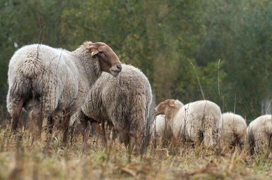 Artiodactyla, Coburg fox sheep, domestic sheep, even-toed ungulate, domestic sheep, Ovis Gmelini aries sspec.4, cloven-hoofed, domesticated animals, extensive grazing, pet, mammals, sheep, sheep, mammals, wild pastures