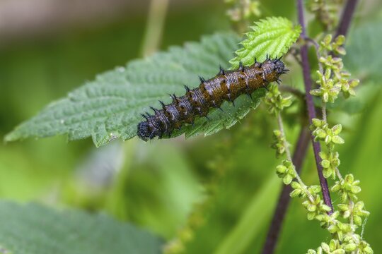 Admiral, nettle, large stinging nettle, red admiral, urtica dioica, urticaceae, Vanessa atalanta, nettle, butterfly, common nettle, flora, inchworm, insects, nettle, nettle leaf, plants, caterpillar, butterflies, stinging nettle, butterflies, stinging nettle, butterflies