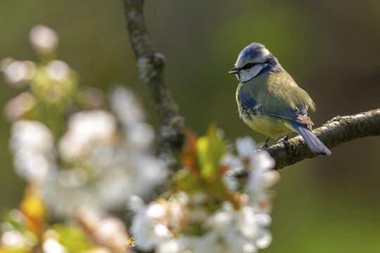 Blue tit, parus caeruleus, birds, spring, meadow orchard, tits, passeri, songbirds, songbirds, jump, orchard, tits, birds