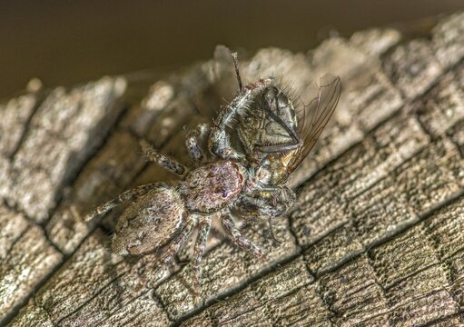 Arachnida, fencepost jumper, large bark jumping spider, marpissa muscosa, bark stretcher, arachnids, prey, spiders, spiders