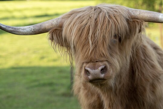 Artiodactyla, bos primigenius f. taurus, cattle, even-toed ungulate, highland cattle, kyloe, cloven-hoofed, cattle grazing, Scottish highland cattle, grazing, domesticated animals, extensive grazing, pet, highland cattle, mammals, cattle, mammals, mammals, pasture
