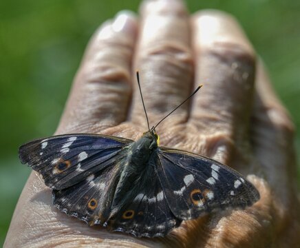 Apatura ilia, small Schiller butterfly, Lesser purple emperor, butterfly, insects, butterflies, butterflies, butterflies