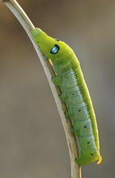Army Green Moth, Daphnis Nerii, Oleander Hawk-Moth, Oleander Swarmers, High Size, Portrait Format, Inchworm, Insects, Moths, Moths, Moths, Caterpillar, Butterflies