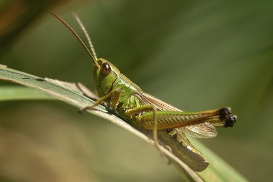 Acrididae, Caelifera, Chorthippus parallelus, field locusts, common grasshoppers, gomphocerinae, short-feeler scare, pseudochorthippus parallelus, grasshoppers, grasshoppers, insects, male, meadow grasshopper, male