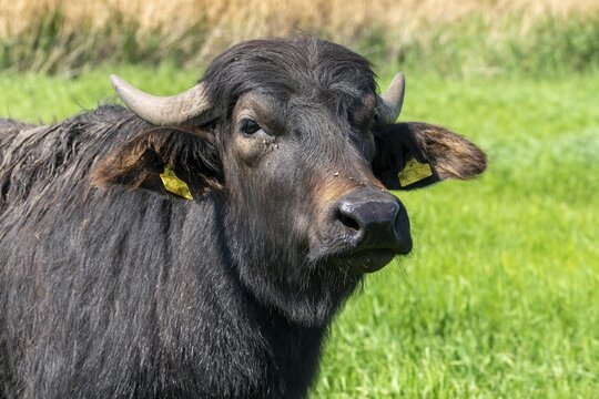 Artiodactyla, Bubalus Arnee, even-toed ungulate, frose, cloven-hoofed, Saxony-Anhalt, sea turtles in frose, water buffalo, water buffalo, grazing, domesticated animals, extensive grazing, pet, mammals, mammals, mammals