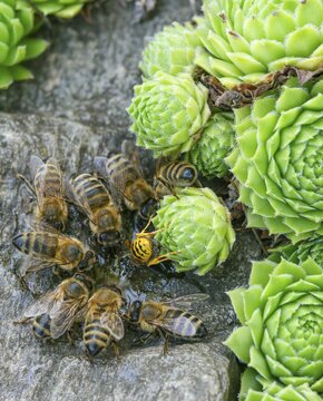 Apidae, Apis Mellifera, bees, European honey bee, hymenoptera, western honey bee, western honey bee, high size, portrait format, honey bee, honey bee, insects, insects, drinking, drinking, watering, water, watering place