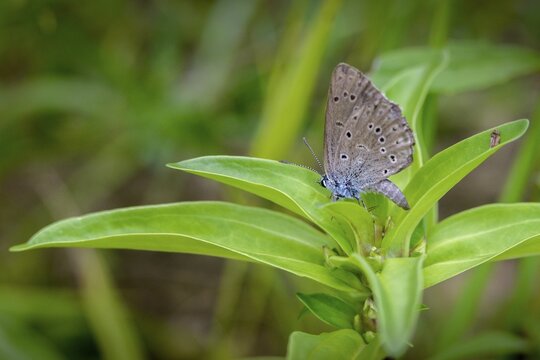 Glaucopsyche Alcon ssp. rebeli, glaucopsyche rebeli, cruciferous ant blue, maculinea rebeli, phengaris alcon ssp. rebeli, phengaris rebeli, butterfly, egg deposition, egg laying, female, insects, butterfly, butterflies, butterflies, butterflies, butterflies, butterflies, female