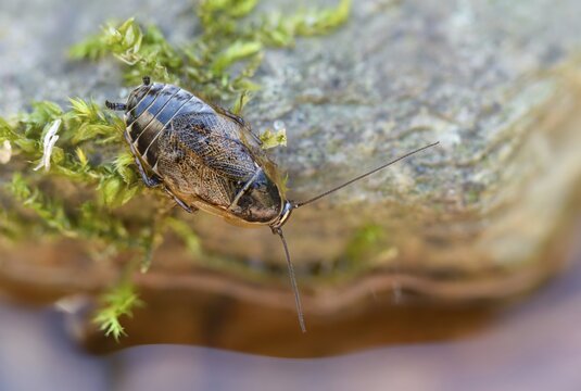 Dark woodcockroach, common woodcockroach, ectobius sylvestris, common woodcockroach, female, forest cockroach, insects, lesser cockroach, cockroach, female