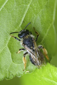 Andrena hemorrhoids, apidae, bees, early mining bee, hymenoptera, orange-tailed mining bee, redback sand bee, redheaded sand bee, sand bee, high size, portrait format, insects, insects