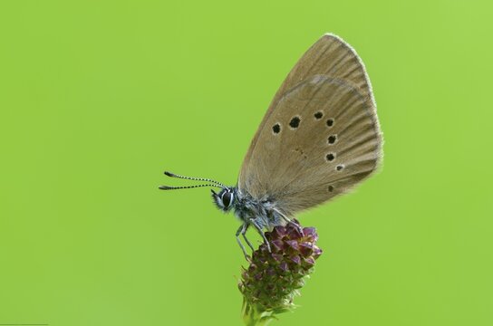 Ant blue, dark meadowbutton ant blue, dusky large blue, glaucopsyche nausithous, maculinea nausithous, phengaris nausithous, black blue meadowbutton ant blue, meadow button ant blue, butterfly, insects, butterfly, butterflies, insects, butterflies, butterflies, butterflies