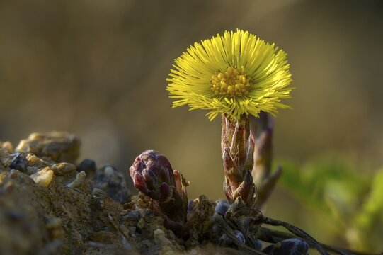 Asteraceae, brandy lettuce, coltsfoot, daisy, marchflower, horsefoot, tussilago farfara, coltsfoot, flora, plants