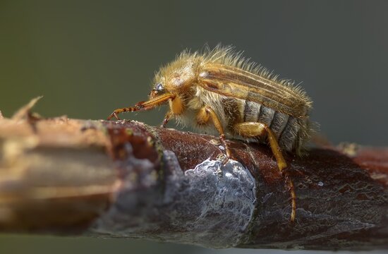 Amphimallon solstitiale, leaf horn beetle, curlew beetle, European June beetle, ribbed curlew, June beetle, scarabaeidae, beetle, coleoptera, insects, beetles, summer chafer
