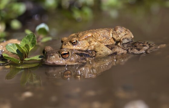 Bufo bufo, common toad, toad, amphibians, amphibians, early spawning season, amphibians, mating season, spring