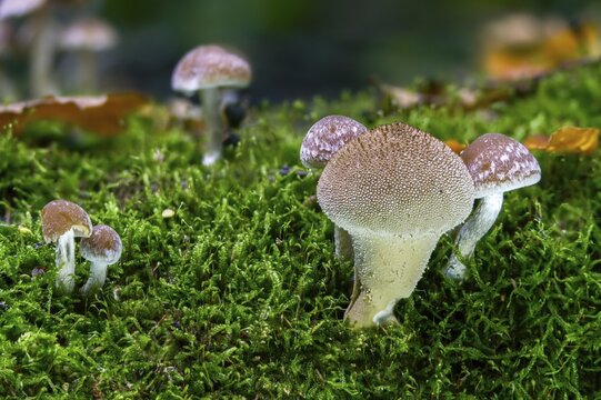Cluster crumblecap, bottle dusting, lycoperdone perlatum, psathyrella hydrophila, psathyrella piluliformis, dust, white-stemmed stick sponge, watery fiberling, watery grumbling, watery mumbling, common puffball, devil's snuff box, fungi, fungus, gem-stun Dded puffball, mushrooms, warted puffball, wolf farts