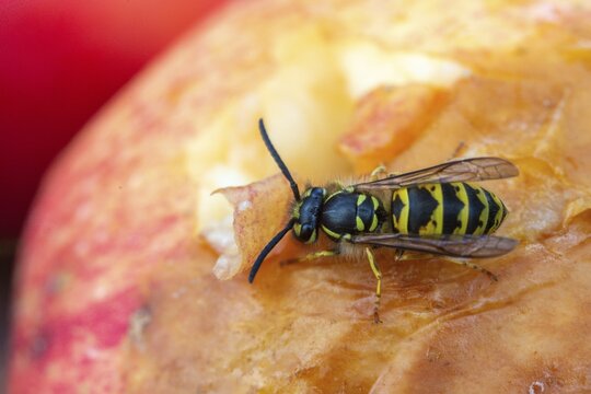 German wasp, real wasp, German wasp, hymenoptera, short-headed wasps, vespula germanica, on apple, on food, on fruit, apple, wrinkled wasps, insects, fruit, wasp, wasp